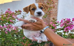 Jack Russell cani in vendita: Cucciolo broken jackrussell terrier a Provincia di Alessandria - Immagine 2