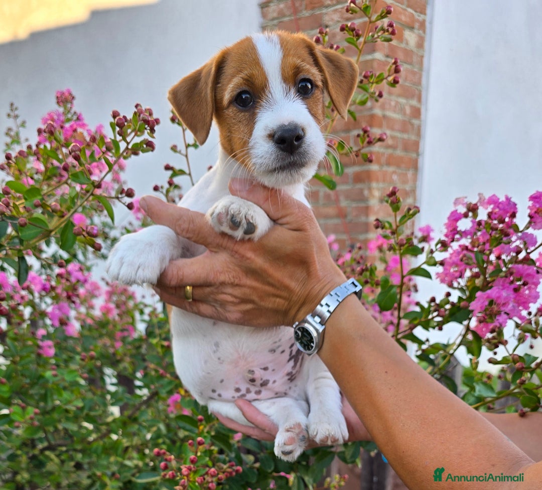 Jack Russell cani in vendita: Cucciolo broken jackrussell terrier a Provincia di Alessandria - Immagine 2