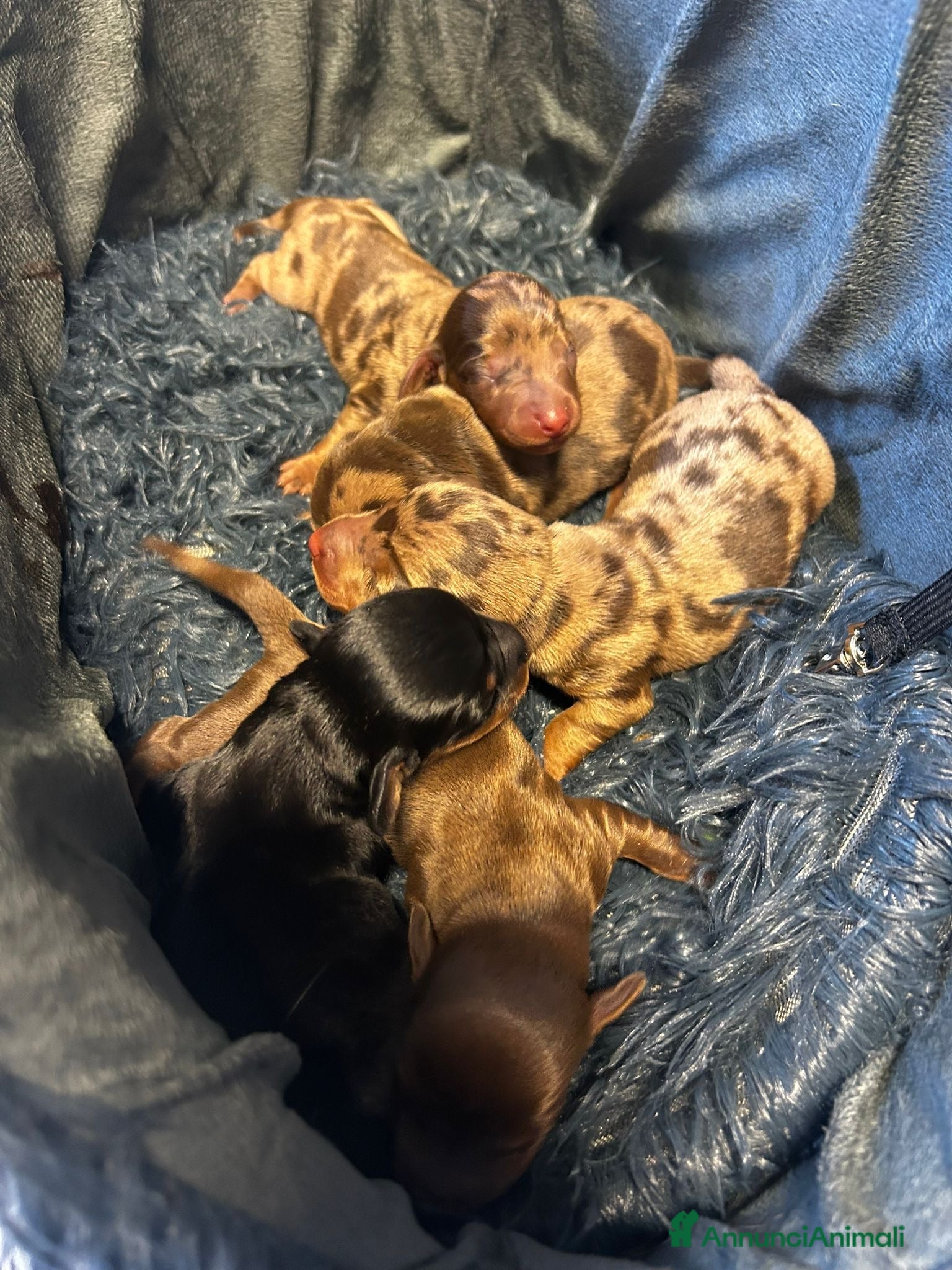 Bassotto cani BASSOTTI CUCCIOLI Nati 21/12/2025 - Annuncio 7