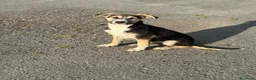Meticcio cani in regalo: SPILLO IN CERCA DI ADOZIONE - Annuncio 4