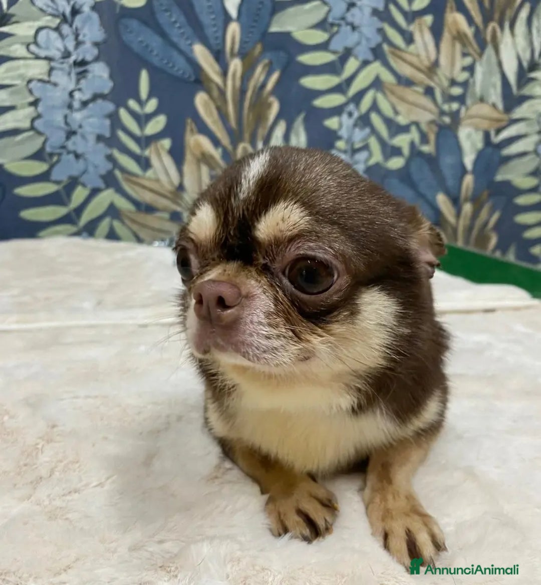 Chihuahua cani in vendita: Stalloncino di chihuahua pedigree enci - Immagine 4