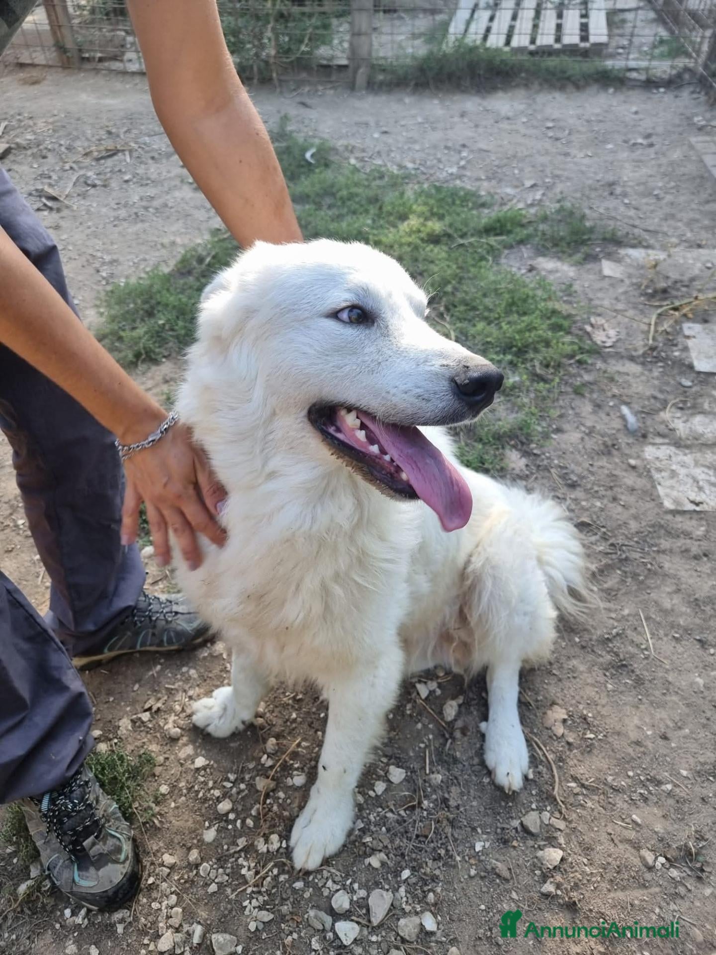 Meticcio cani Splendido carattere, 4 anni circa  - Annuncio 1