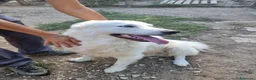 Meticcio cani in regalo: Splendido carattere, 4 anni circa  - Annuncio 3