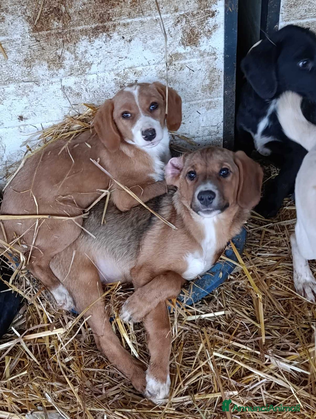 Meticcio cani in regalo: KEEKE, cucciola tanto dolce! 3 MESI E MEZZO - Annuncio 5