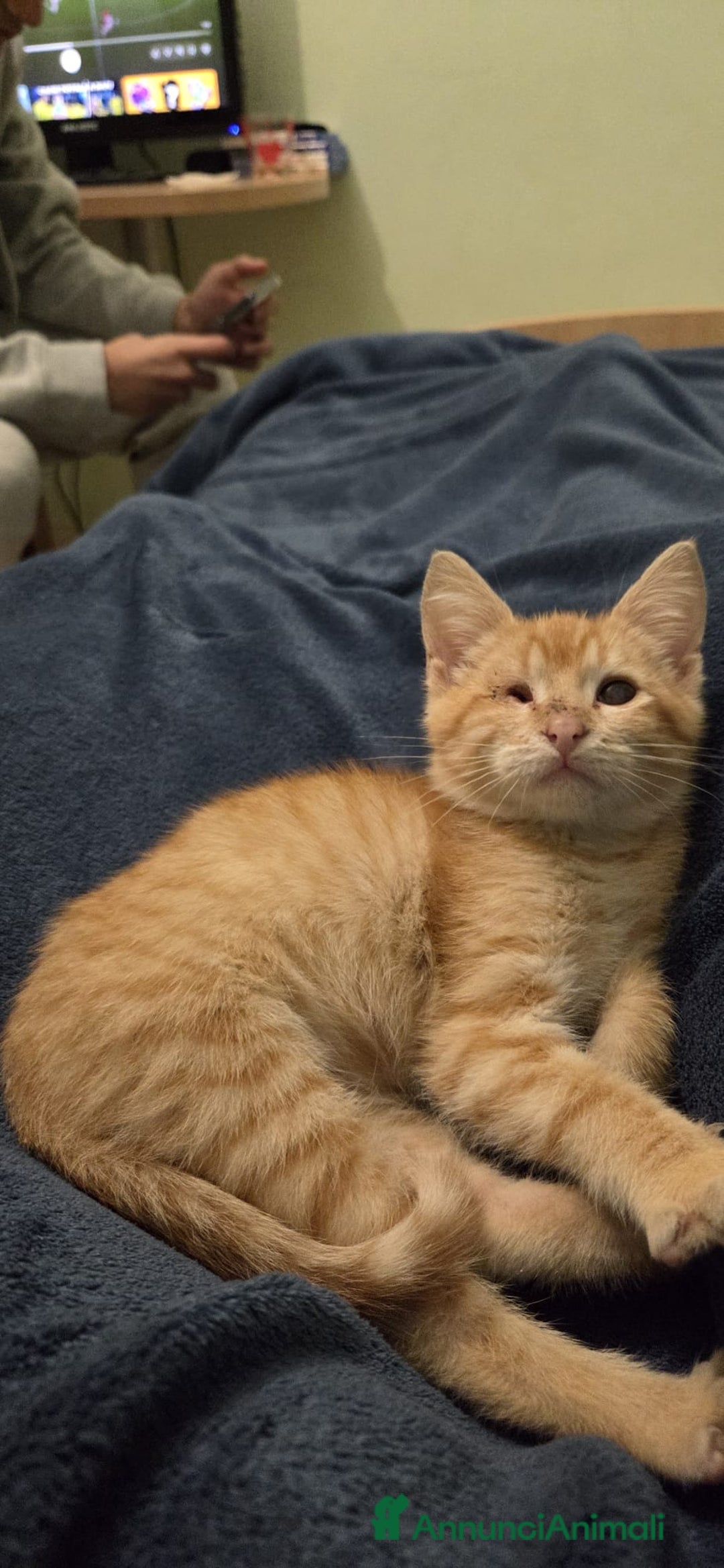 Altre razze gatti in regalo: GATTINI SPECIALI  - Annuncio 5