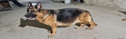 Pastore Tedesco cani in regalo: Cedo femmina adulta di 6 anni - Annuncio 2