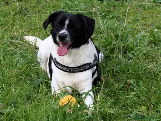 Meticcio cani Pedro 2 anni,merita una famiglia - Annuncio 32