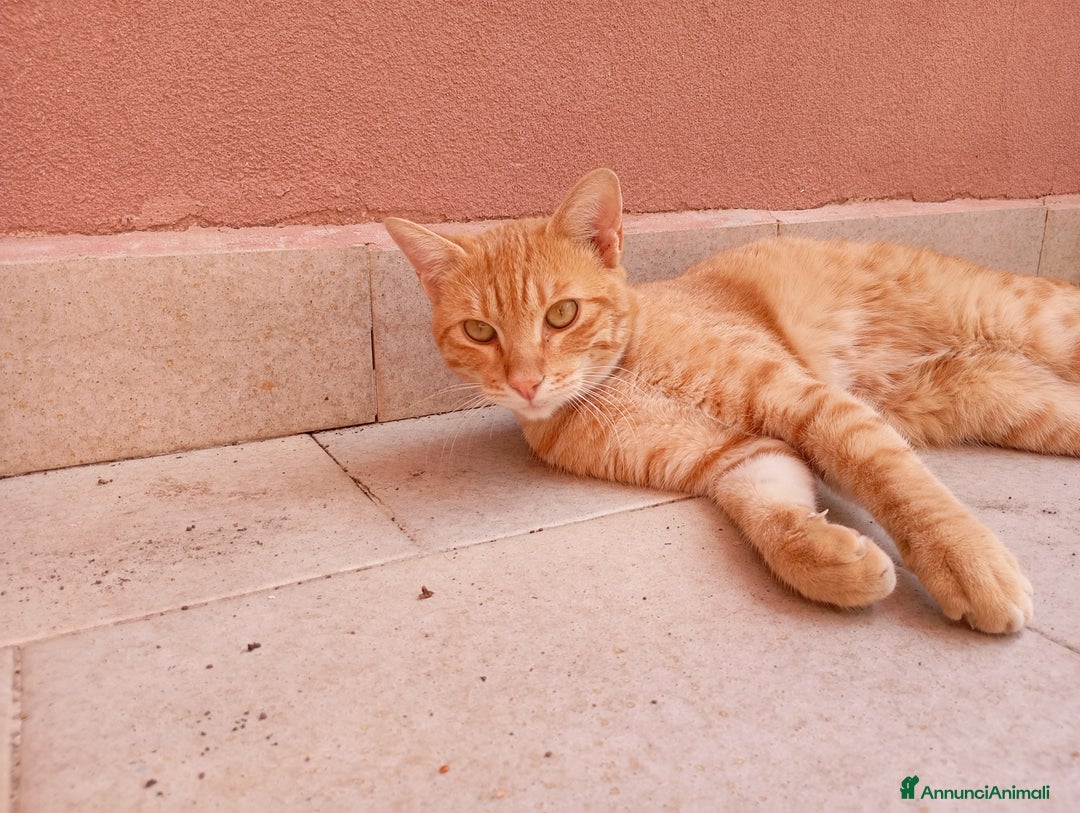 Europeo gatti in regalo: Rumba cerca casa - Annuncio 5