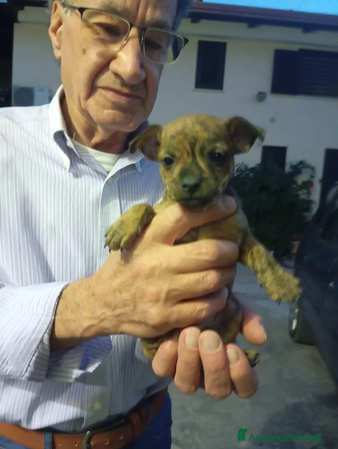 Meticcio cani in regalo: Nemo, taglia piccola! (10kg) - Annuncio 2