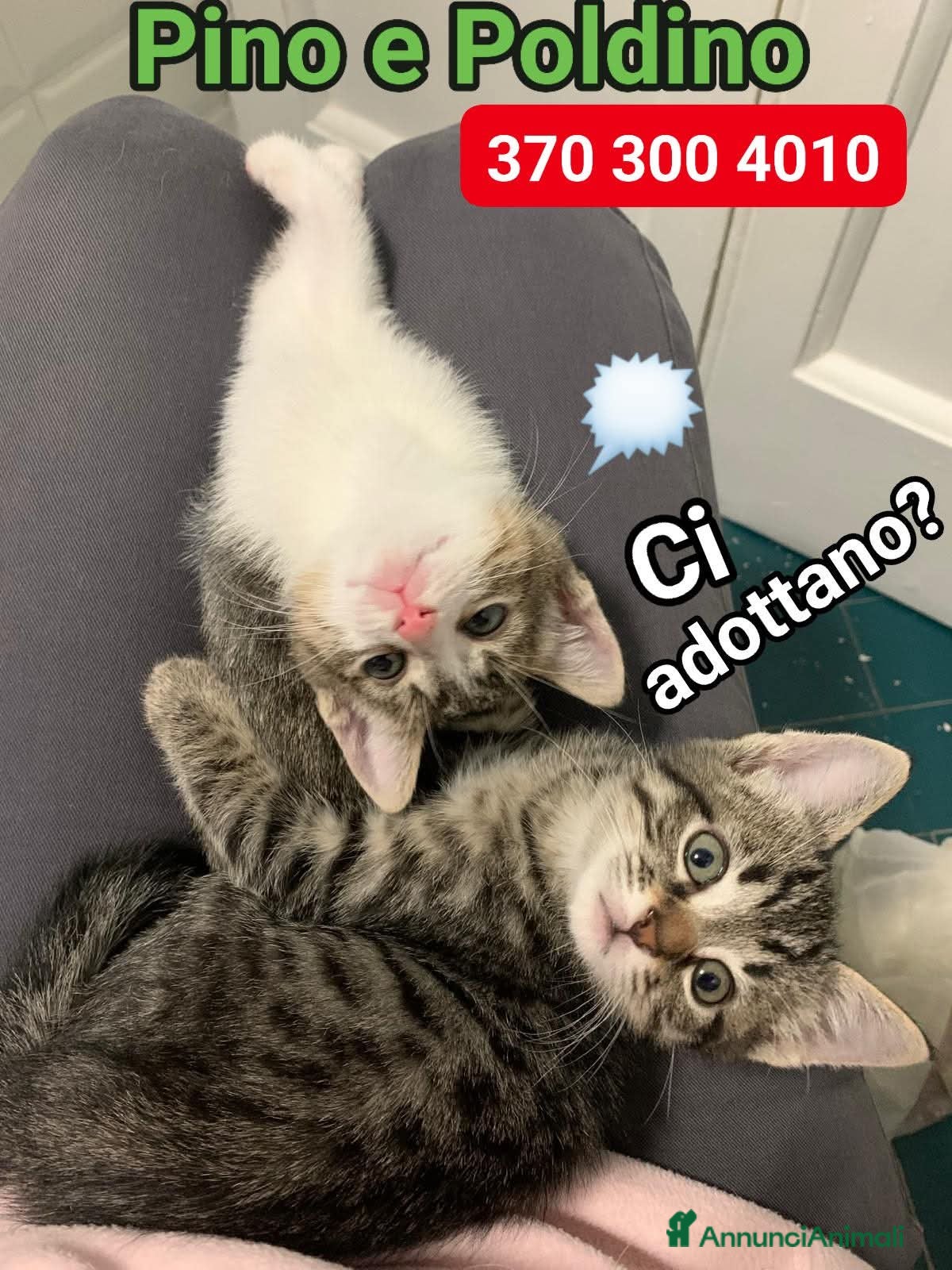 Europeo gatti CI ADOTTANO❓ - Annuncio 19