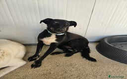 Meticcio cani in regalo: Luigi: timido, docile, socievole  a Città Metropolitana di Genova - Immagine 2