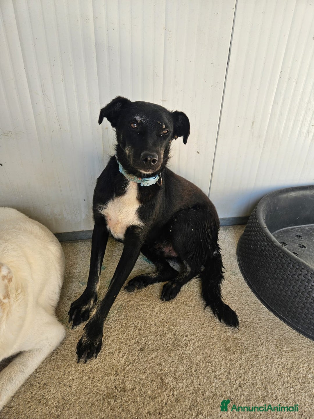 Meticcio cani in regalo: Luigi: timido, docile, socievole  a Città Metropolitana di Genova - Immagine 2