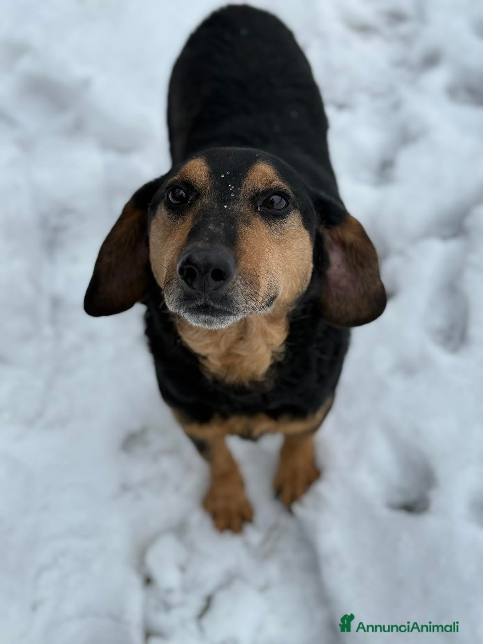 Meticcio cani PACO, il cagnolino che sorride. - Annuncio 36