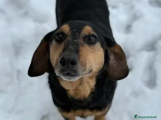 Meticcio cani PACO, il cagnolino che sorride. - Annuncio 34