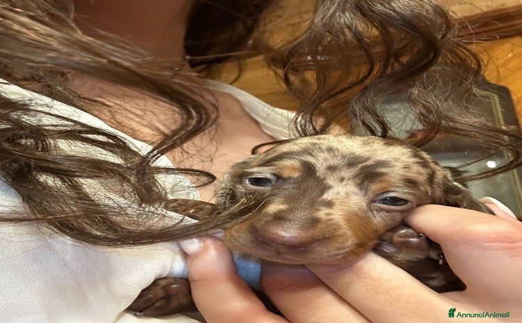 Bassotto cani a Provincia di Viterbo - Annuncio 1
