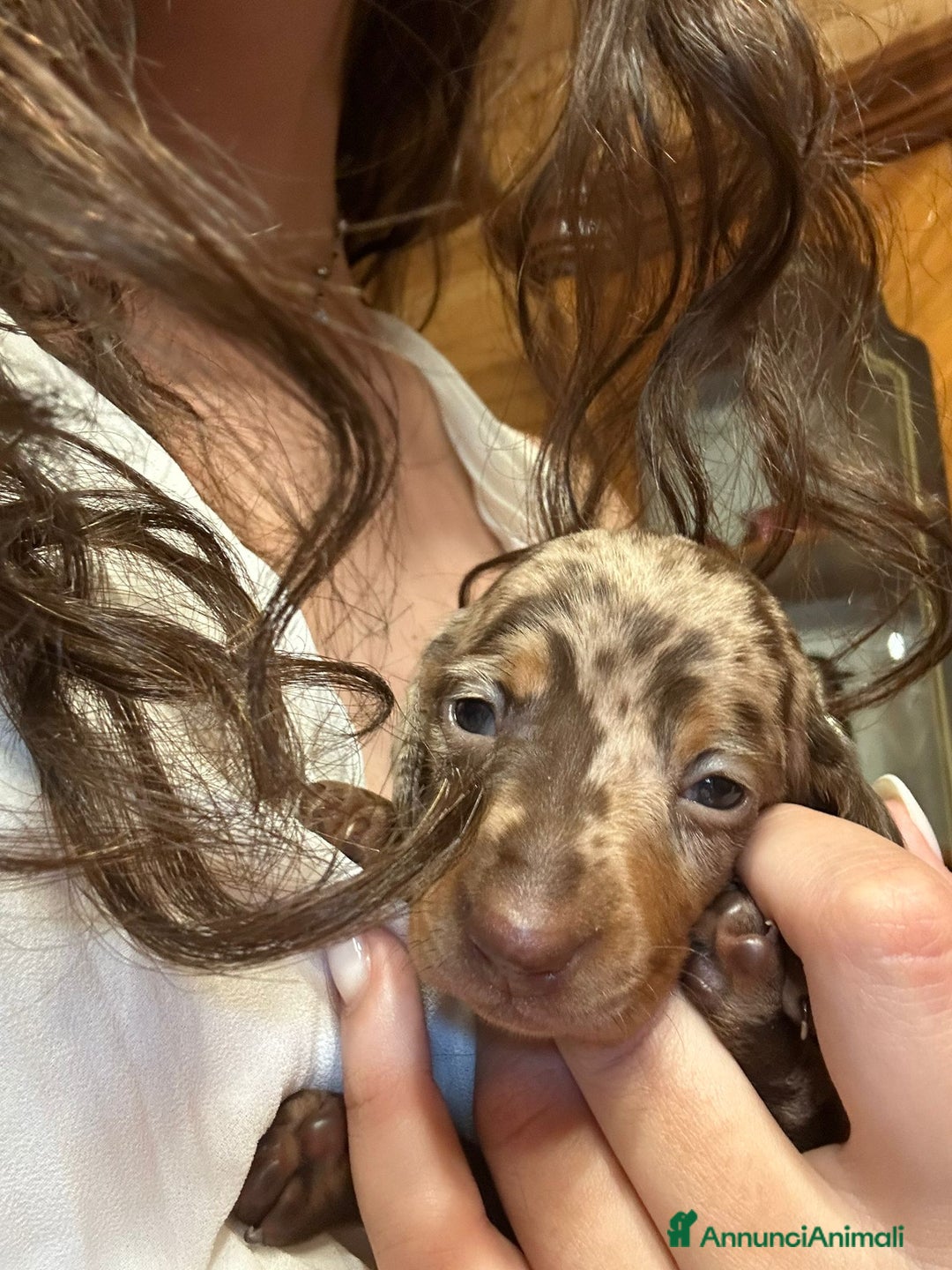 Bassotto cani in vendita: Bassotti tedeschi cioccolato, nero e arlecchino a Provincia di Viterbo - Immagine 1
