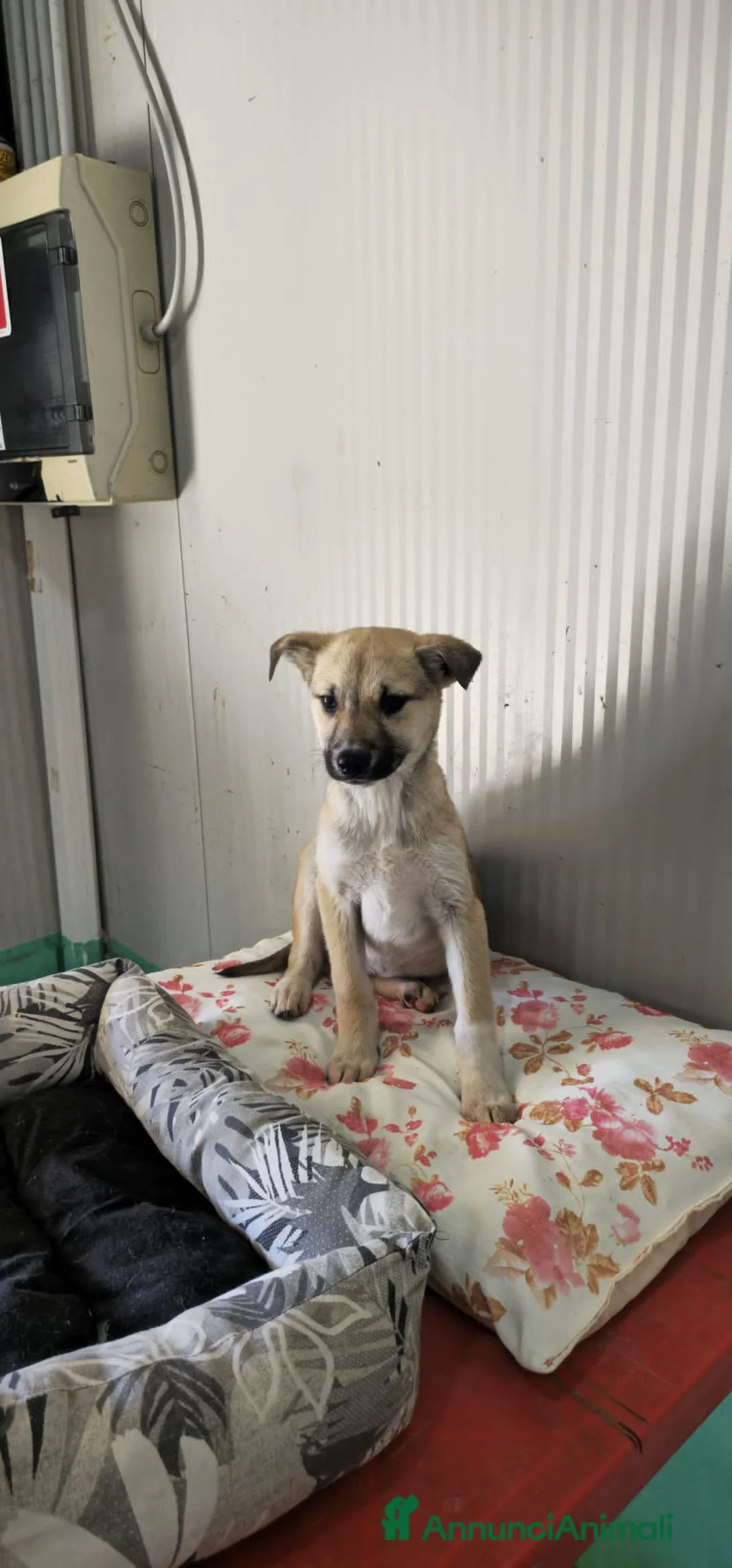 Meticcio cani in regalo: arisa melody e mango - Annuncio 4