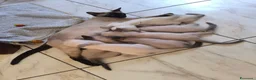 Thai gatti in vendita: Siamese tradizionale, Thai microchip Pedigree  - Annuncio 4