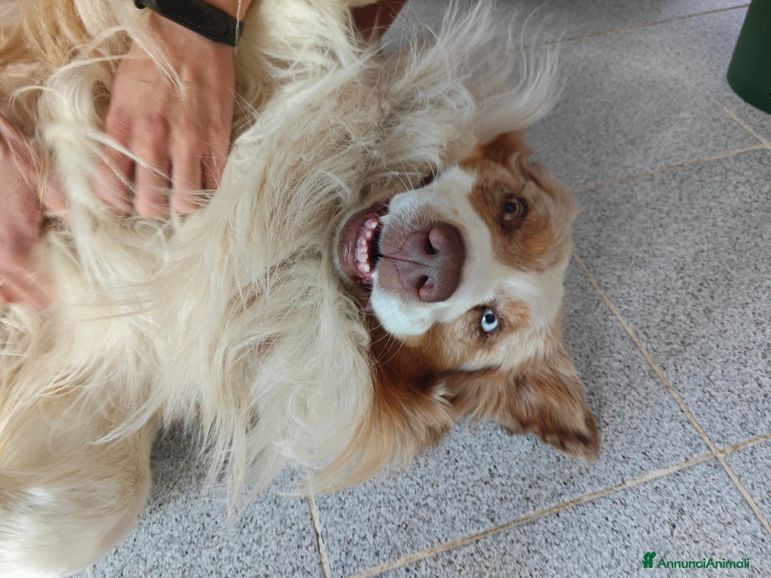 Australian Shepherd cani per accoppiamento: KODA CERCA FEMMINA PER MONTA - Annuncio 7