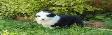 Australian Shepherd Maschio