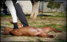 Pitbull cani in regalo: Pasha pit superbravo a Città metropolitana di Milano - Immagine 2