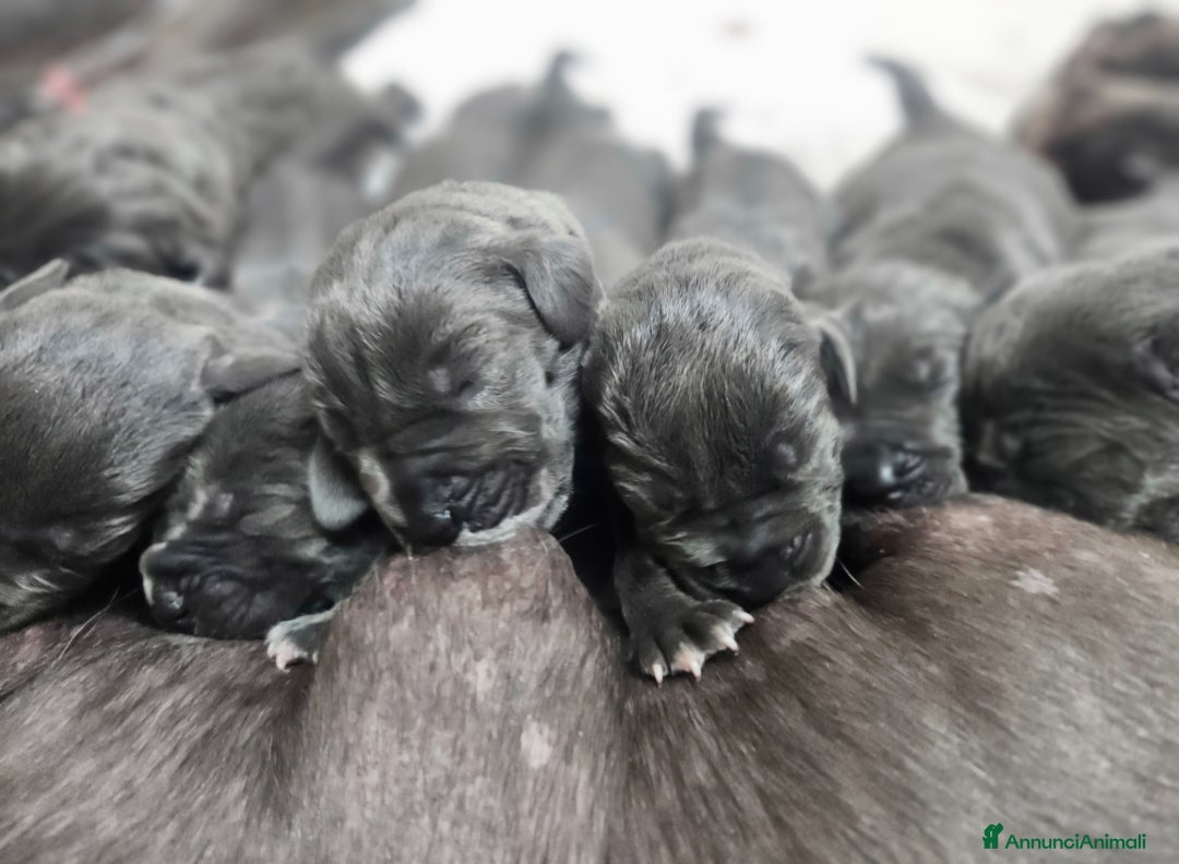 Alano cani in vendita: Cuccioli di alano blu da Allevamento Riconosciuto  - Annuncio 12