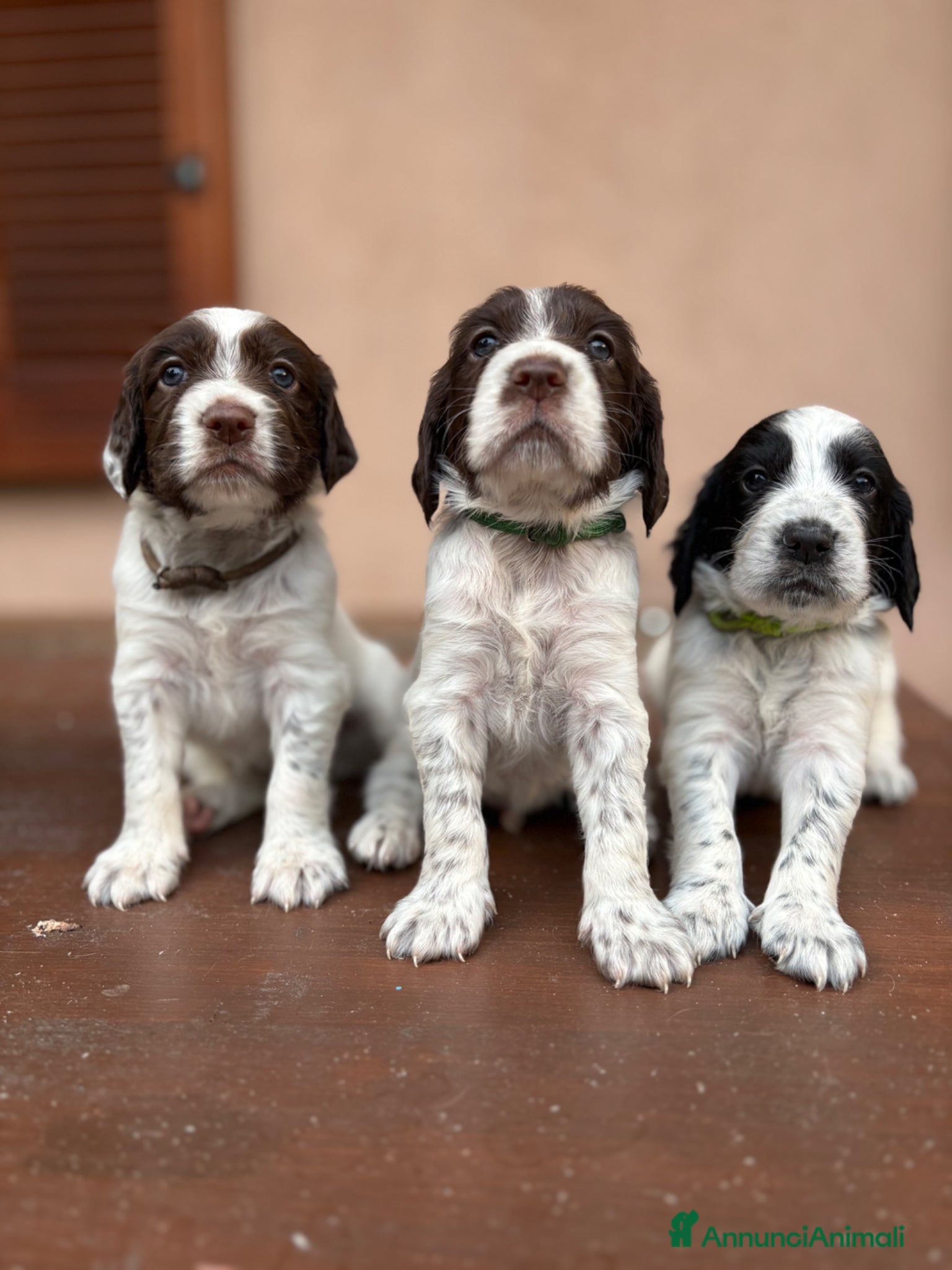 Setter Inglese cani in vendita: 2 cucciolini maschi di Setter Inglese con Pedigree - Annuncio 1