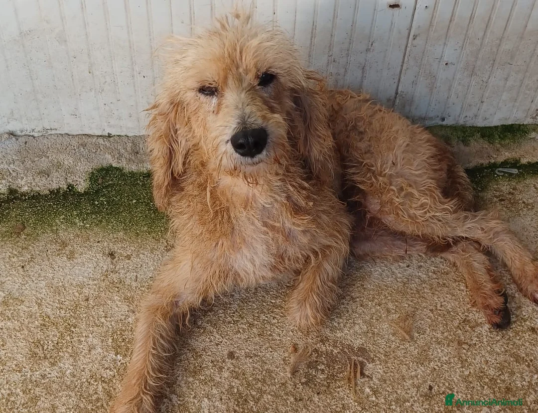Meticcio cani in regalo: SOS JERRY - Annuncio 8