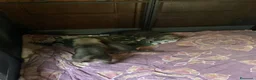 Lupo Cecoslovacco cani in vendita: Lupo cecoslovacco cuccioli - Annuncio 10