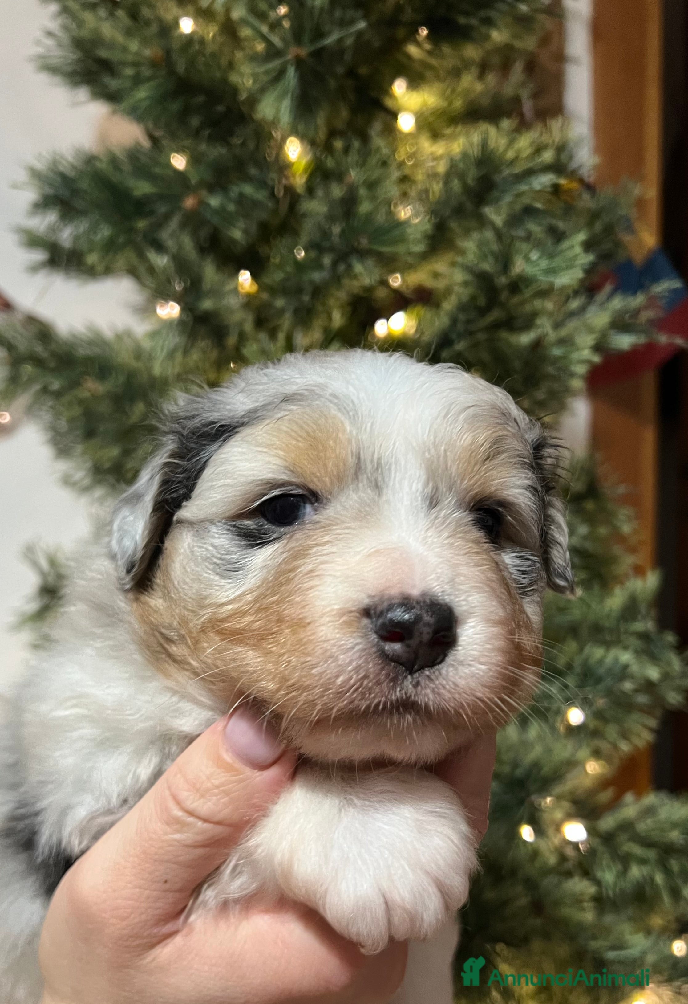 Australian Shepherd cani Cuccioli pastore australiano/australian Shepherd  - Annuncio 2
