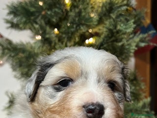 Australian Shepherd cani in vendita: Cuccioli pastore australiano/australian Shepherd - Annuncio 1