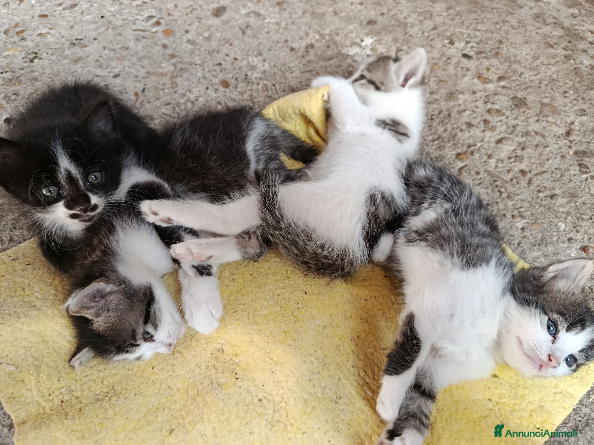 Meticcio gatti gattini meticci - Annuncio 7