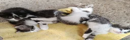 Meticcio gatti in regalo: gattini meticci a Città Metropolitana di Torino - Annuncio 1