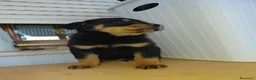 Rottweiler cani in vendita: Cuccioli di rottweiler  a Provincia del Sulcis Iglesiente - Annuncio 8