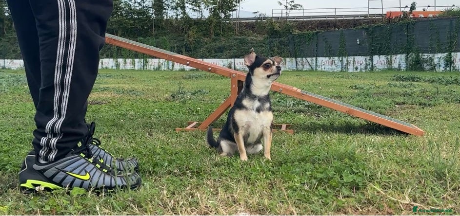 Chihuahua cani Cuccioli Chihuahua ENCI Selezionati - Annuncio 7