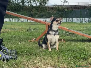 Chihuahua cani Cuccioli Chihuahua ENCI Selezionati - Annuncio 7