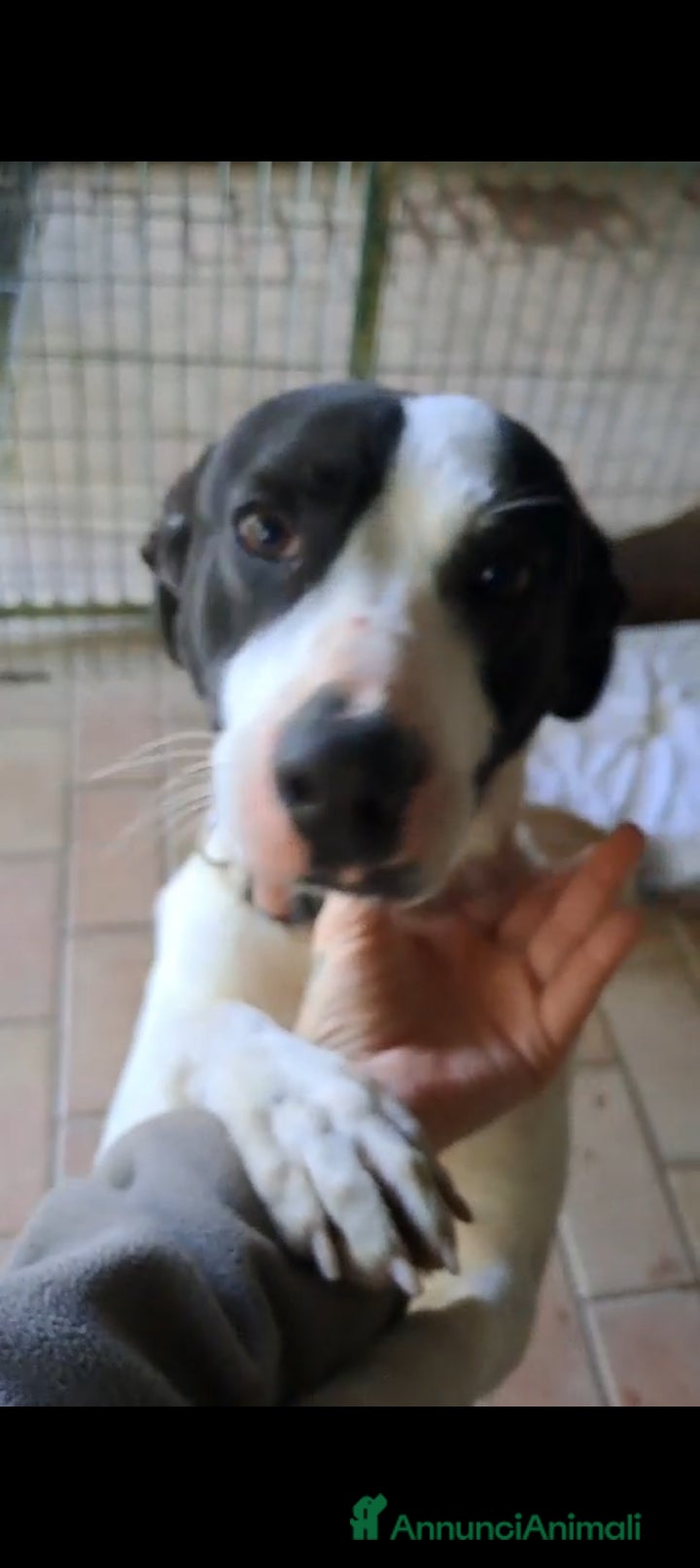 Altre razze cani Uma, 4 anni, taglia media, cerca casa - Annuncio 20