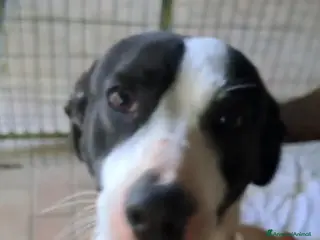 Altre razze cani Uma, 4 anni, taglia media, cerca casa - Annuncio 10