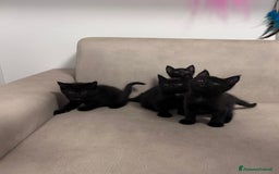 Maine Coon gatti in vendita: Cuccioli misti Maine coon  - Immagine 7