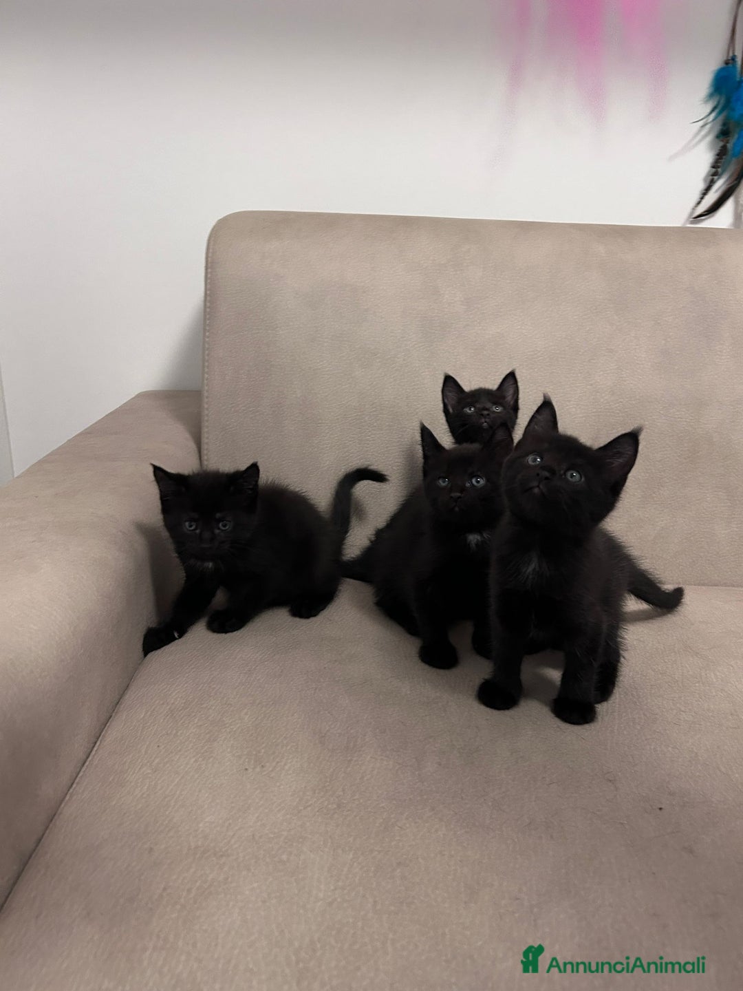 Maine Coon gatti in vendita: Cuccioli misti Maine coon  - Immagine 7