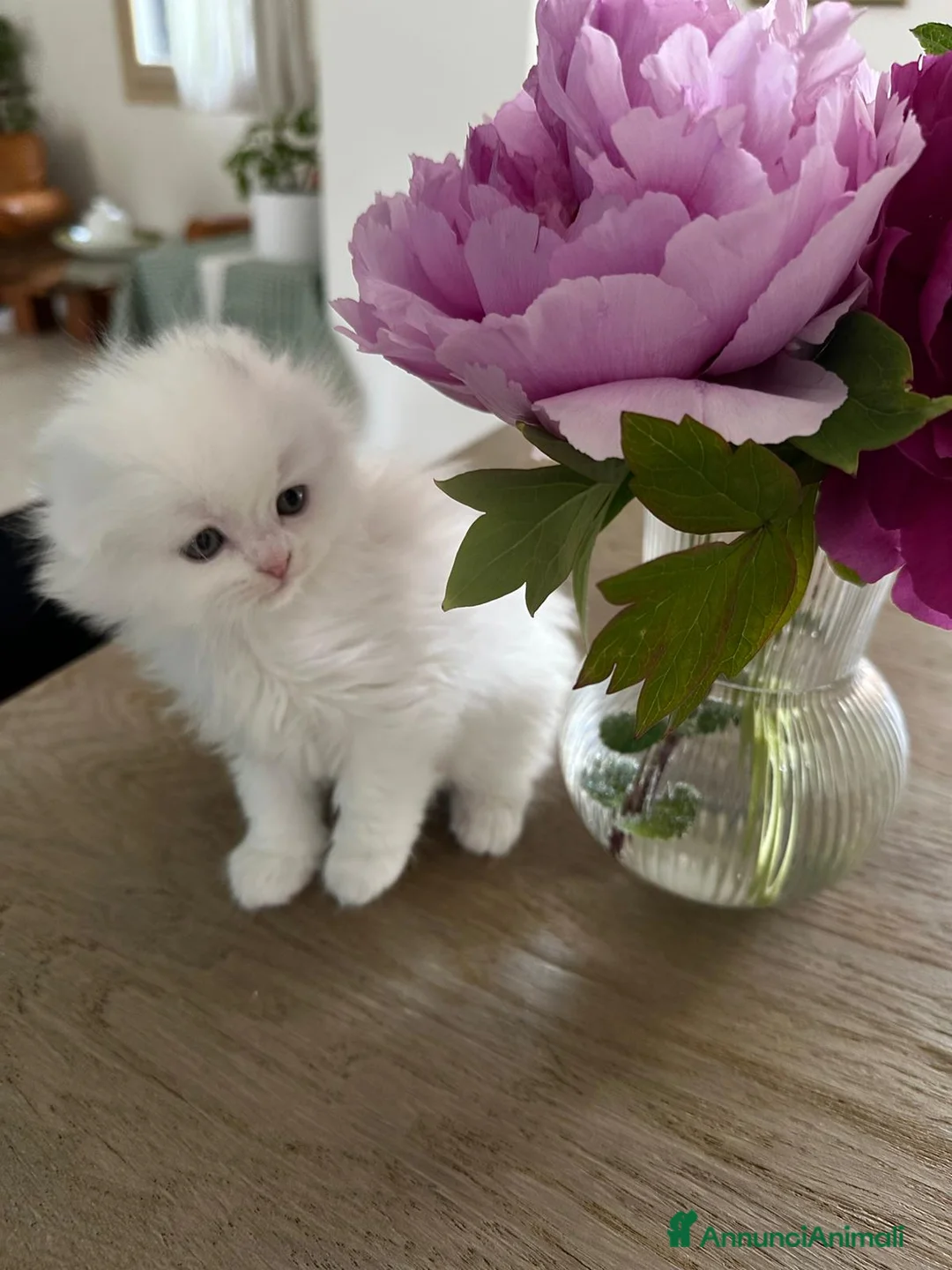 Scottish gatti in vendita: Gattini highland con pedigree  - Annuncio 1