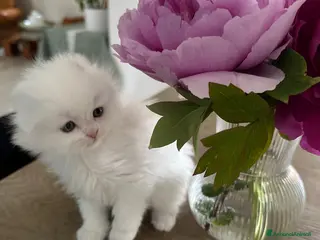 Scottish gatti Gattini highland con pedigree - Annuncio 6