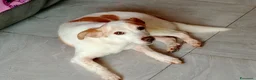 Meticcio cani in regalo: PICCINO - Annuncio 2
