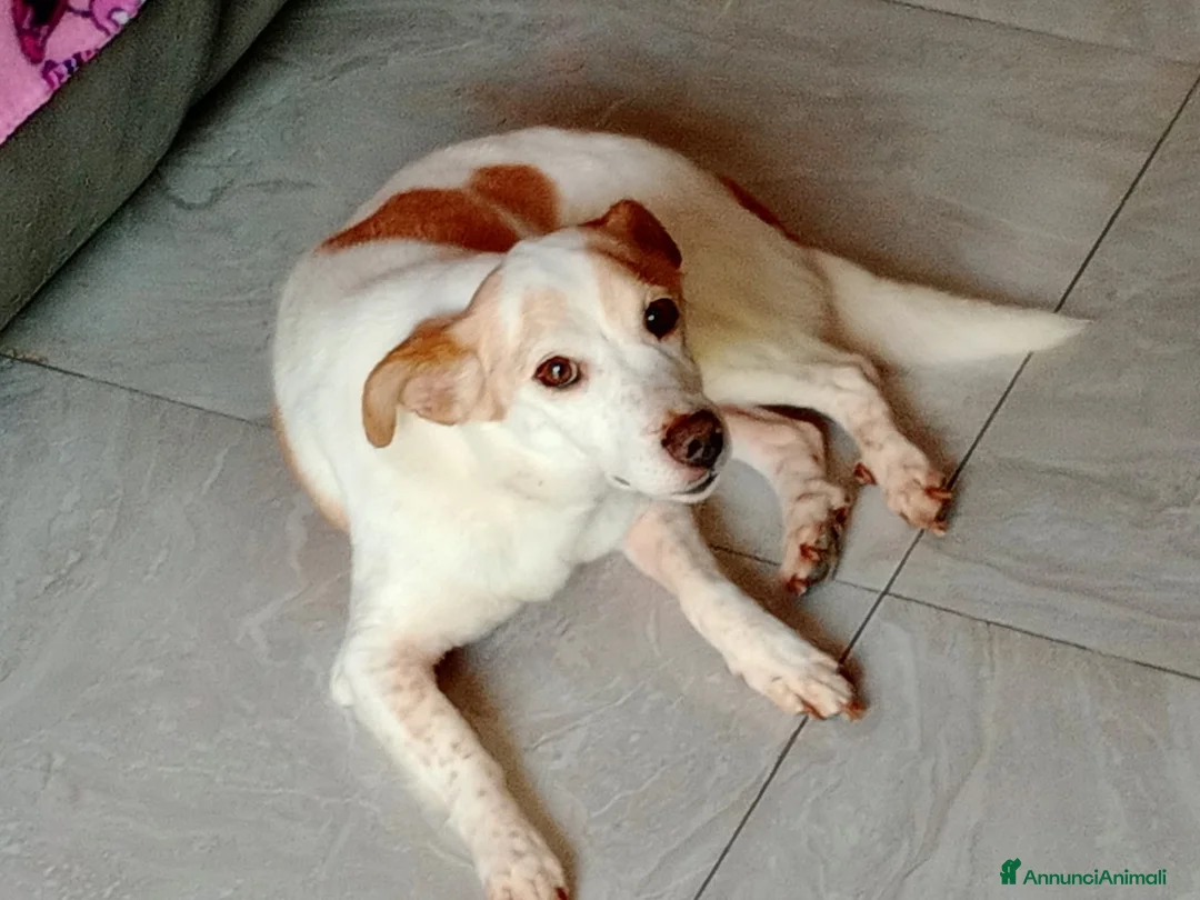 Meticcio cani in regalo: PICCINO - Annuncio 2