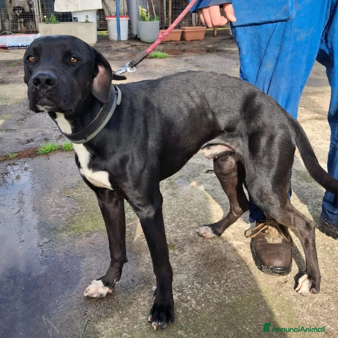 Meticcio cani in regalo: BENNY 💙 - dolcissimo. Deve uscire dal box…😞😢 a Provincia del Verbano-Cusio-Ossola - Annuncio 4