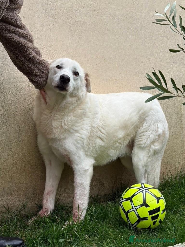 Meticcio cani Consuelo: dolce, equilibrata, socievole  a Città Metropolitana di Genova - Annuncio 1