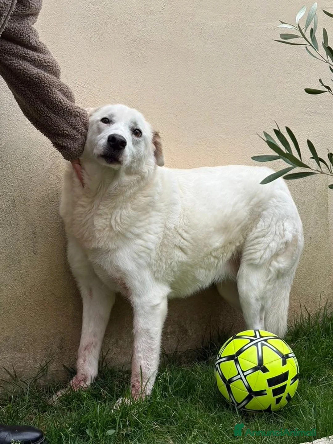 Meticcio cani in regalo: Consuelo: dolce, equilibrata, socievole  a Città Metropolitana di Genova - Annuncio 1