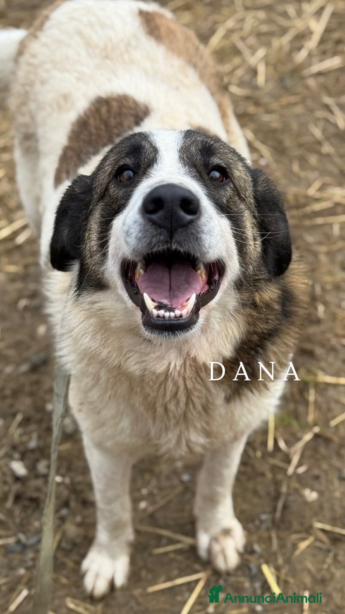 Meticcio cani DANA, fantastica cagnolona tutta coccole! - Annuncio 36