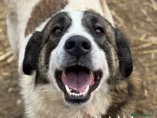 Meticcio cani DANA, fantastica cagnolona tutta coccole! - Annuncio 36