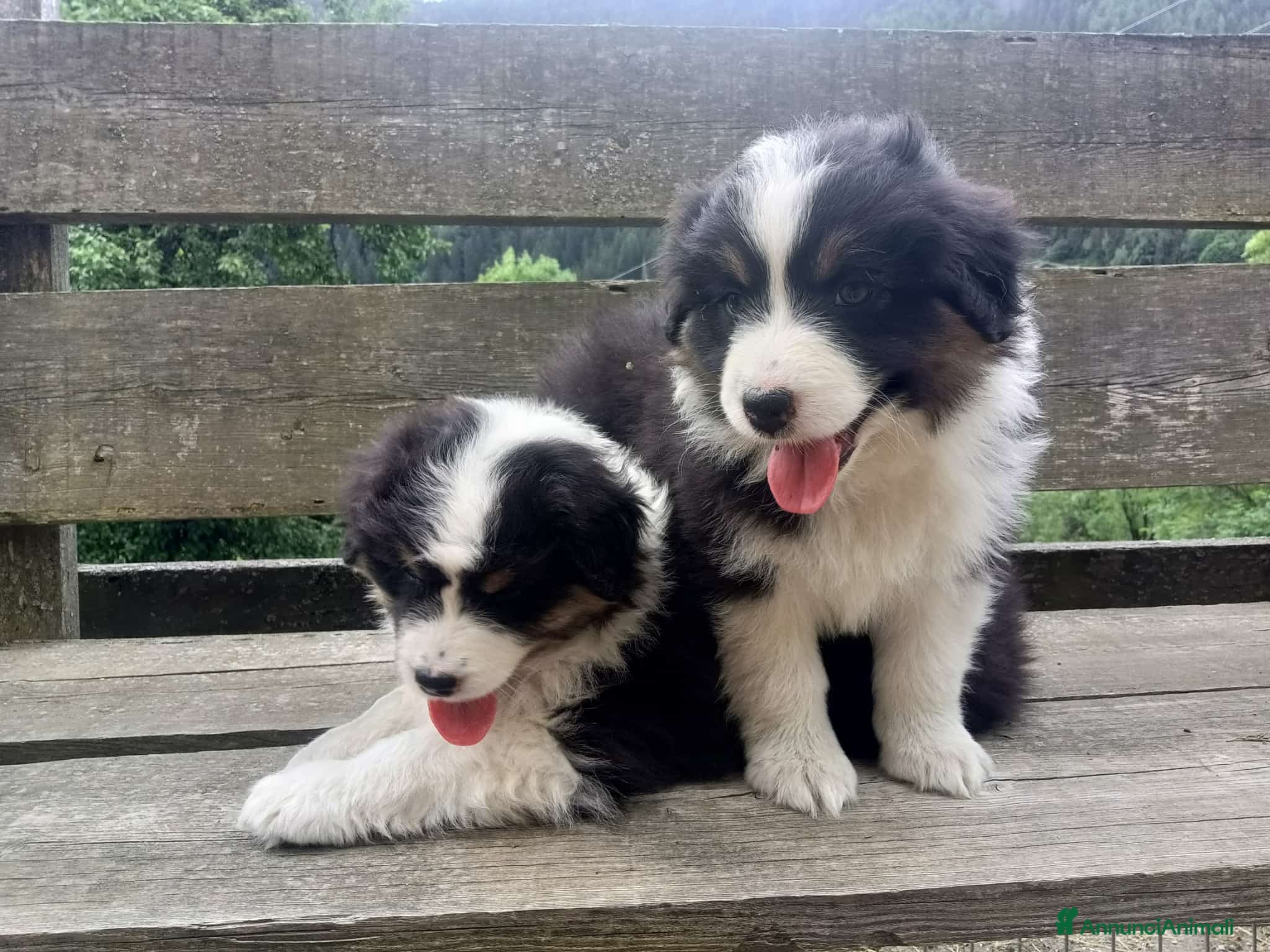 Australian Shepherd cani in vendita: Cucciole blacktricolor nbt - Annuncio 12